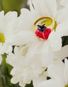 Anillo Mariquita Baño Oro