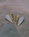 Boucles D'oreilles Coquillage Enamel Acier Plaqué Or
